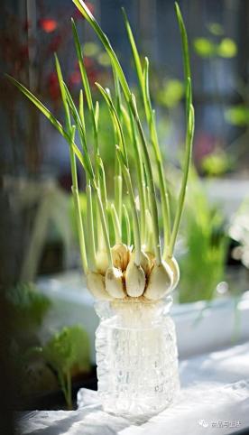 富硒水培蔬菜盆景（蔬菜盆景水培富硒的作用）-硒宝网