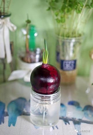 富硒水培蔬菜盆景（蔬菜盆景水培富硒的作用）-硒宝网