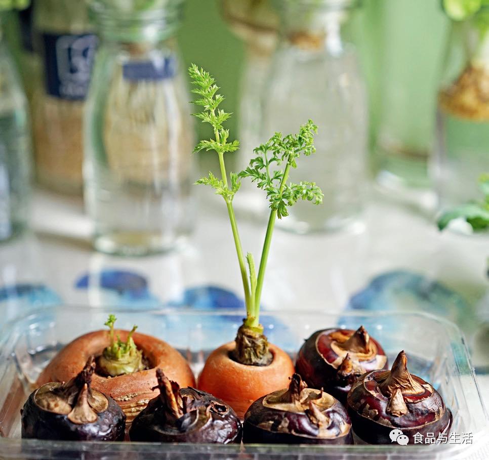 富硒水培蔬菜盆景（蔬菜盆景水培富硒的作用）-硒宝网