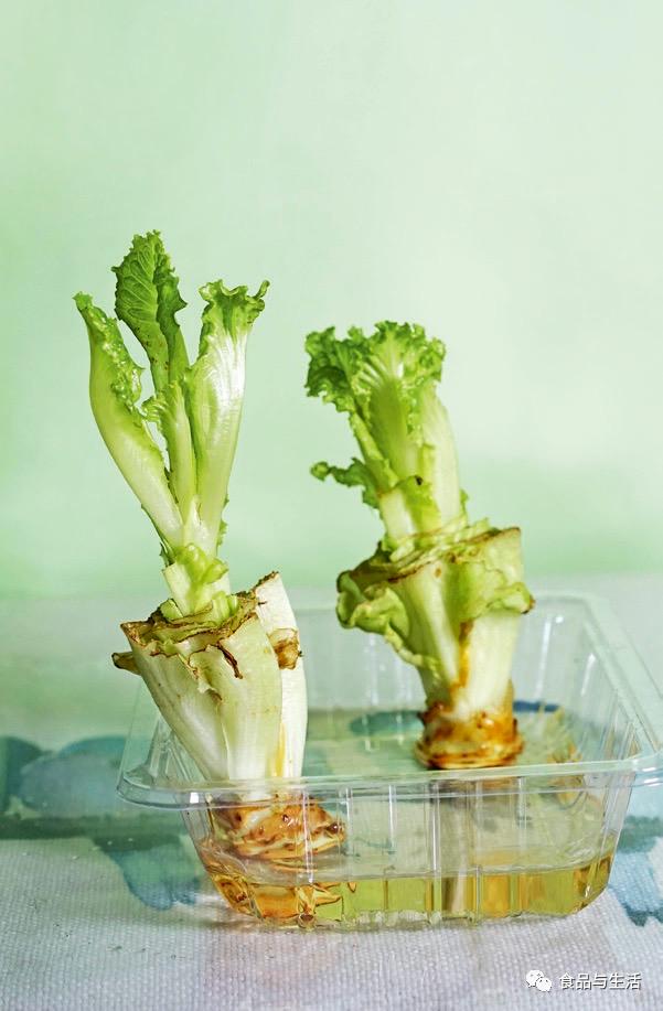 富硒水培蔬菜盆景（蔬菜盆景水培富硒的作用）-硒宝网