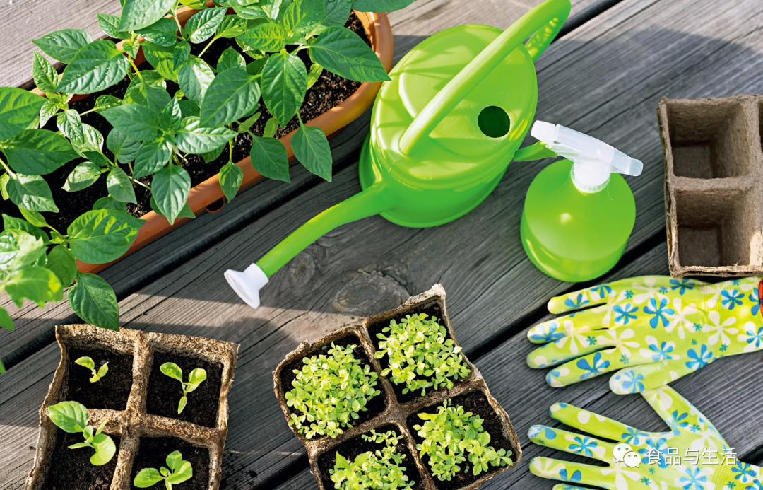 富硒水培蔬菜盆景（蔬菜盆景水培富硒的作用）-硒宝网