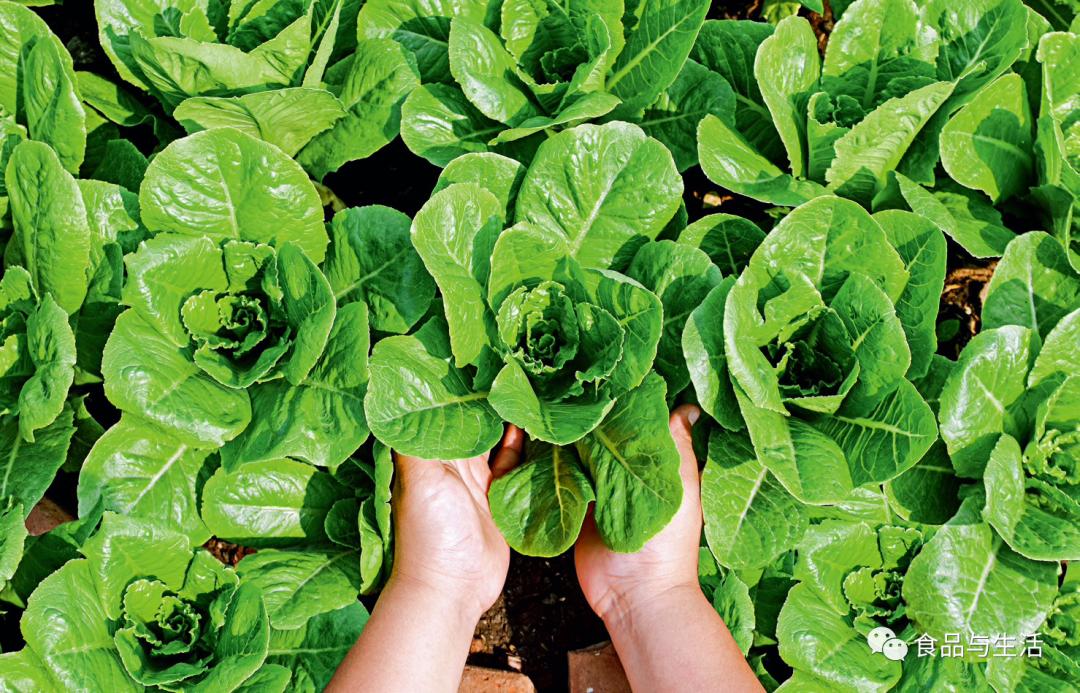 富硒水培蔬菜盆景（蔬菜盆景水培富硒的作用）-硒宝网