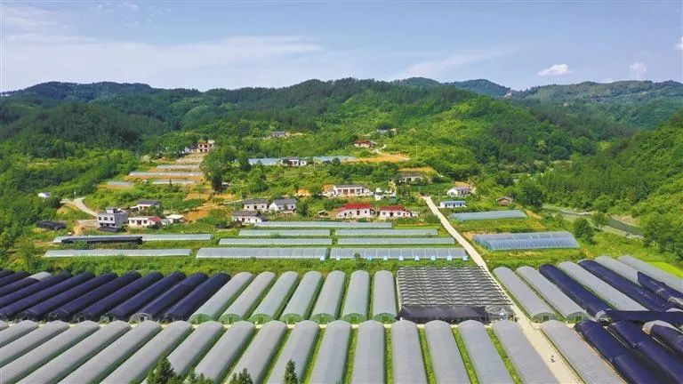 石狮富硒蔬菜工厂（富硒农产品企业）-硒宝网