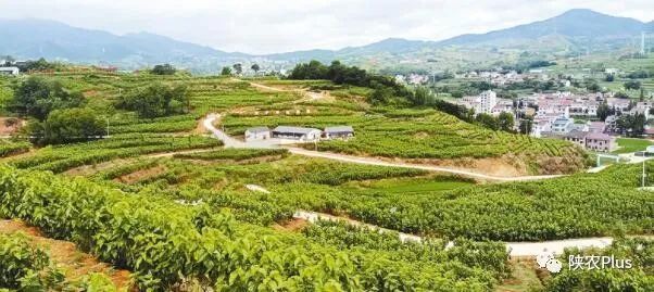 水培蔬菜富硒方式（蔬菜水培富硒方式有哪些）-硒宝网