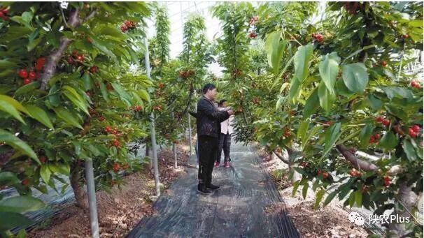 水培蔬菜富硒方式（蔬菜水培富硒方式有哪些）-硒宝网