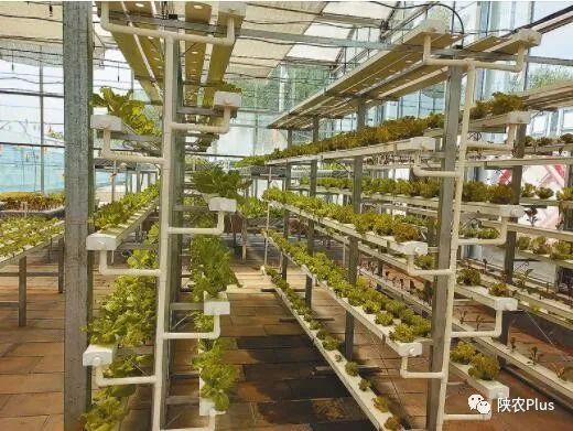 水培蔬菜富硒方式（蔬菜水培富硒方式有哪些）-硒宝网