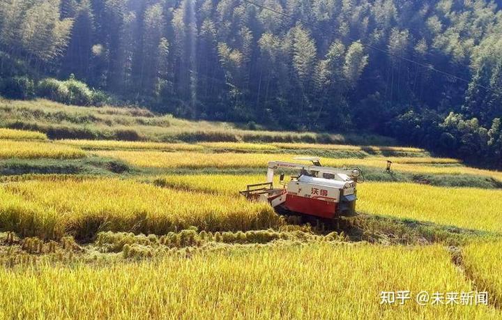 富硒蔬菜项目总结（富硒蔬菜是不是非法集资）-硒宝网