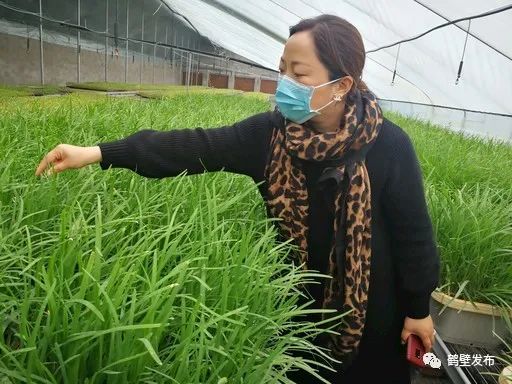 水培蔬菜富硒方式（蔬菜水培富硒方式有几种）-硒宝网