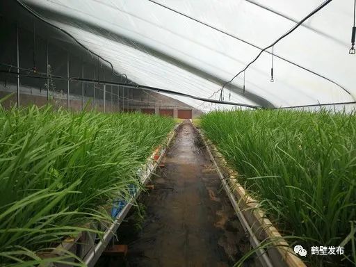 水培蔬菜富硒方式（蔬菜水培富硒方式有几种）-硒宝网