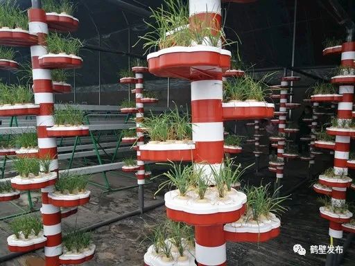 水培蔬菜富硒方式（蔬菜水培富硒方式有几种）-硒宝网