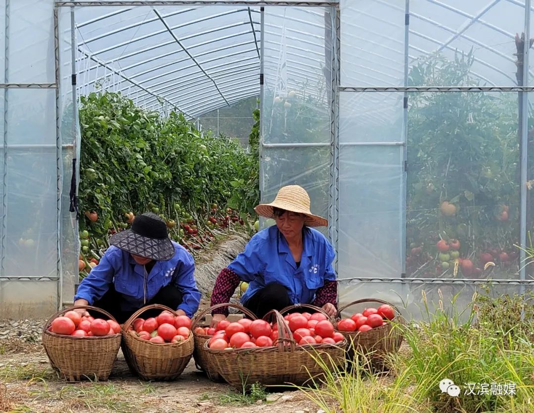 石狮富硒蔬菜工厂(富硒食品批发)-硒宝网