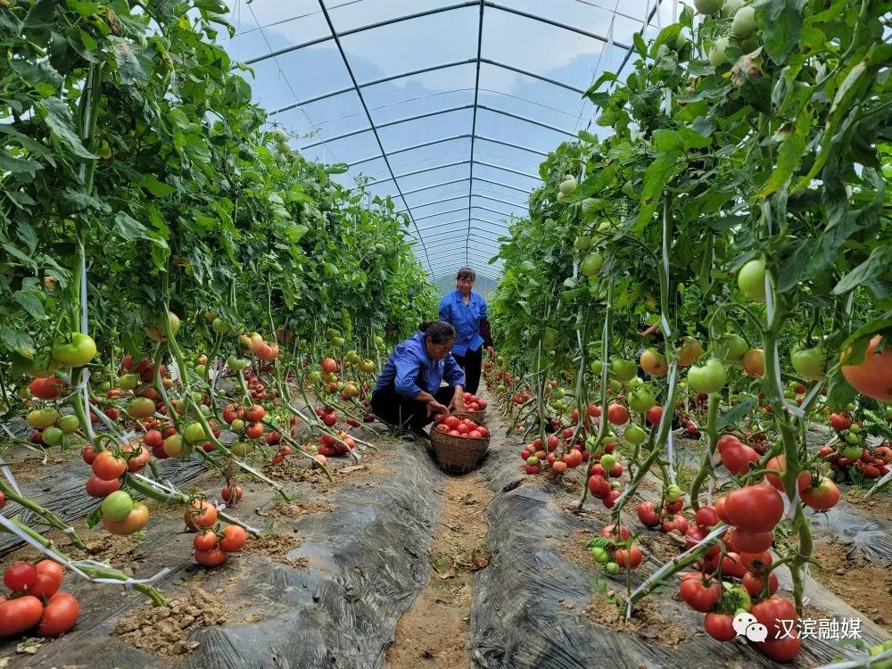 石狮富硒蔬菜工厂(富硒食品批发)-硒宝网