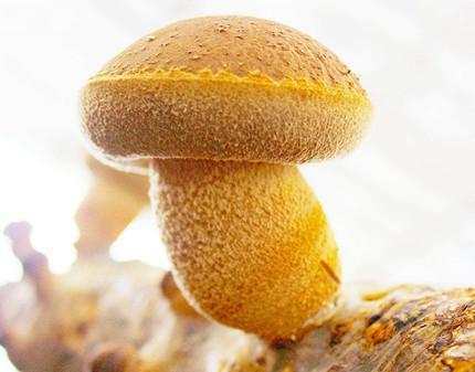 富硒蔬菜认证程序(蔬菜认证标准)-硒宝网