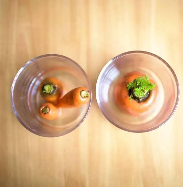 富硒水培蔬菜盆景(富硒蔬菜怎么种植)-硒宝网