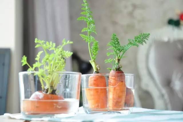 富硒水培蔬菜盆景(富硒蔬菜怎么种植)-硒宝网