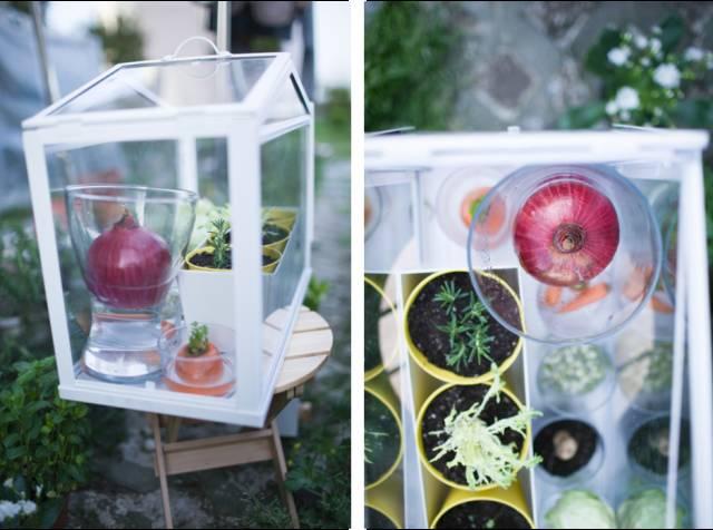 富硒水培蔬菜盆景(富硒蔬菜怎么种植)-硒宝网