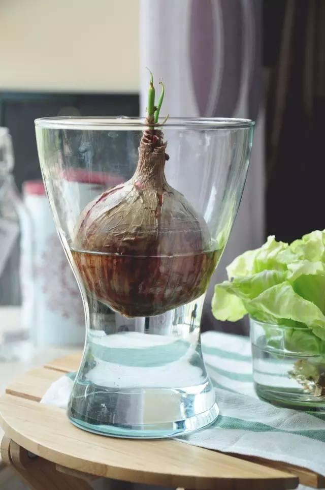 富硒水培蔬菜盆景(富硒蔬菜怎么种植)-硒宝网