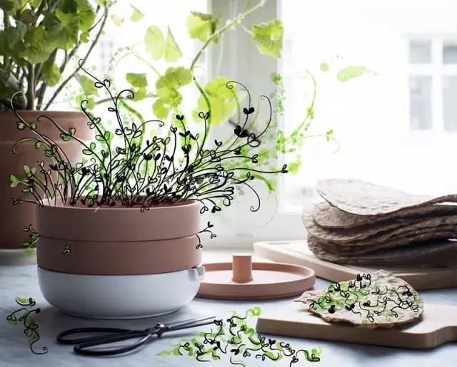 富硒水培蔬菜盆景(富硒蔬菜怎么种植)-硒宝网