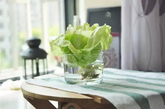 富硒水培蔬菜盆景(富硒蔬菜怎么种植)-硒宝网