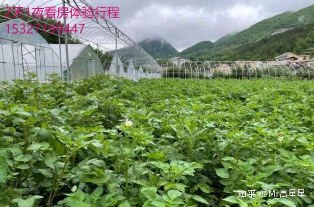 湖北恩施富硒蔬菜（湖北恩施富硒产品）-硒宝网