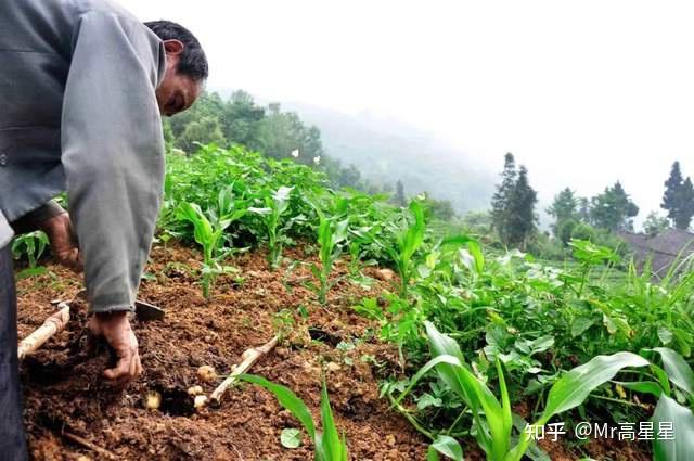 湖北恩施富硒蔬菜（湖北恩施富硒产品）-硒宝网