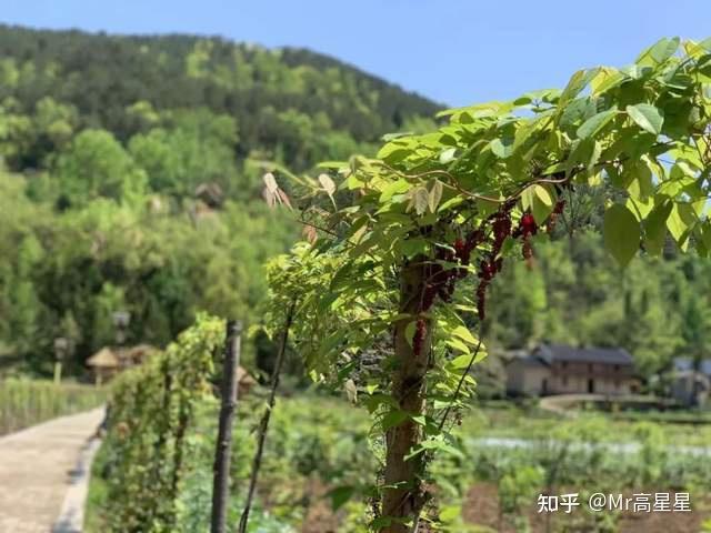 湖北恩施富硒蔬菜（湖北恩施富硒产品）-硒宝网