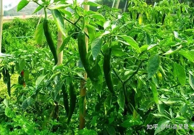 湖北恩施富硒蔬菜（湖北恩施富硒产品）-硒宝网