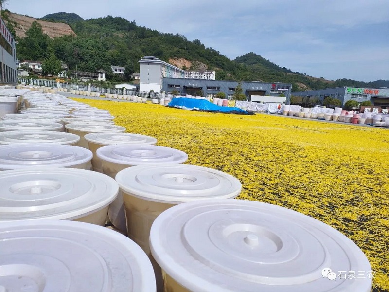 富硒蔬菜产业发展（蔬菜产业富硒发展趋势）-硒宝网