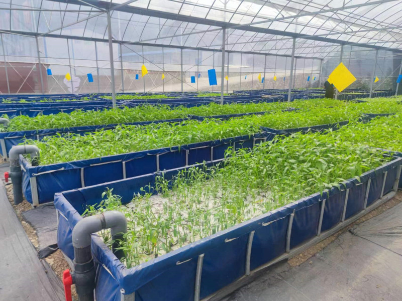 富硒蔬菜产业发展（蔬菜产业富硒发展趋势）-硒宝网