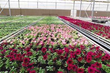 如何水培富硒蔬菜（富硒蔬菜为什么不能喷洒叶面肥）-硒宝网