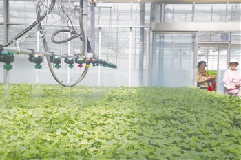 如何水培富硒蔬菜（富硒蔬菜为什么不能喷洒叶面肥）-硒宝网