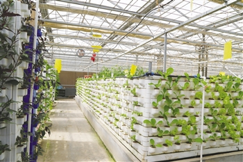 如何水培富硒蔬菜（富硒蔬菜为什么不能喷洒叶面肥）-硒宝网