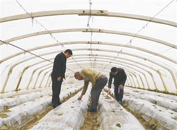 如何水培富硒蔬菜（富硒蔬菜为什么不能喷洒叶面肥）-硒宝网