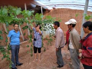 富硒蔬菜示范基地（富硒蔬菜产业园）-硒宝网
