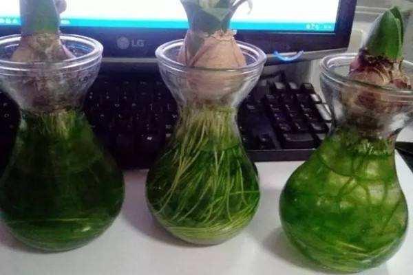 水培蔬菜富硒液肥（富硒冲施肥料）-硒宝网