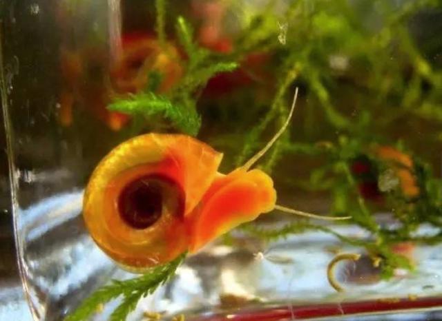 水培蔬菜富硒液肥（富硒冲施肥料）-硒宝网