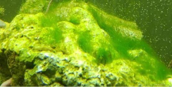 水培蔬菜富硒液肥（富硒冲施肥料）-硒宝网