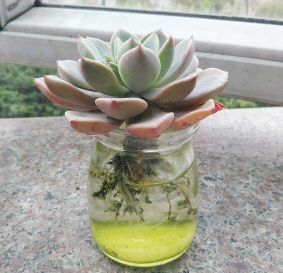 水培蔬菜富硒液肥（富硒冲施肥料）-硒宝网