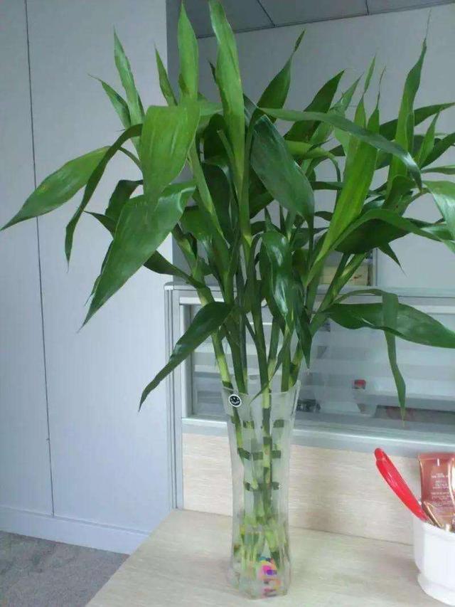 水培蔬菜富硒液肥（富硒冲施肥料）-硒宝网