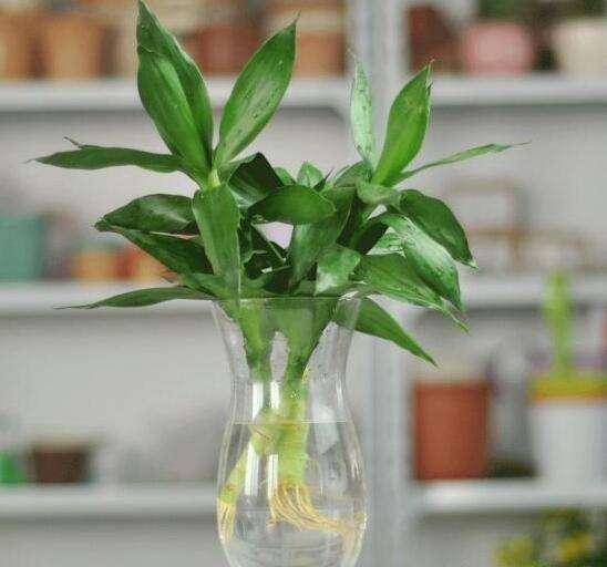 水培蔬菜富硒液肥（富硒冲施肥料）-硒宝网