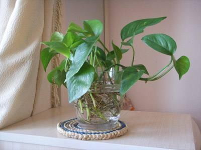 水培蔬菜富硒液肥（富硒冲施肥料）-硒宝网