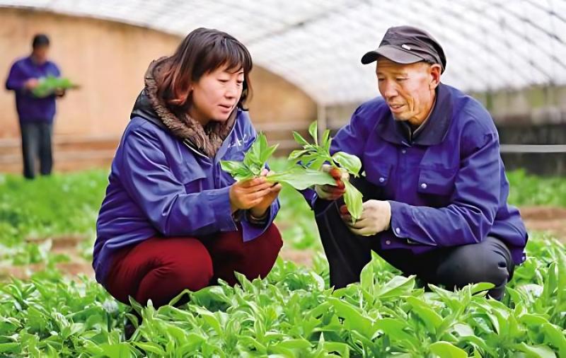 水培蔬菜富硒液肥（蔬菜水培富硒液肥料怎么用）-硒宝网