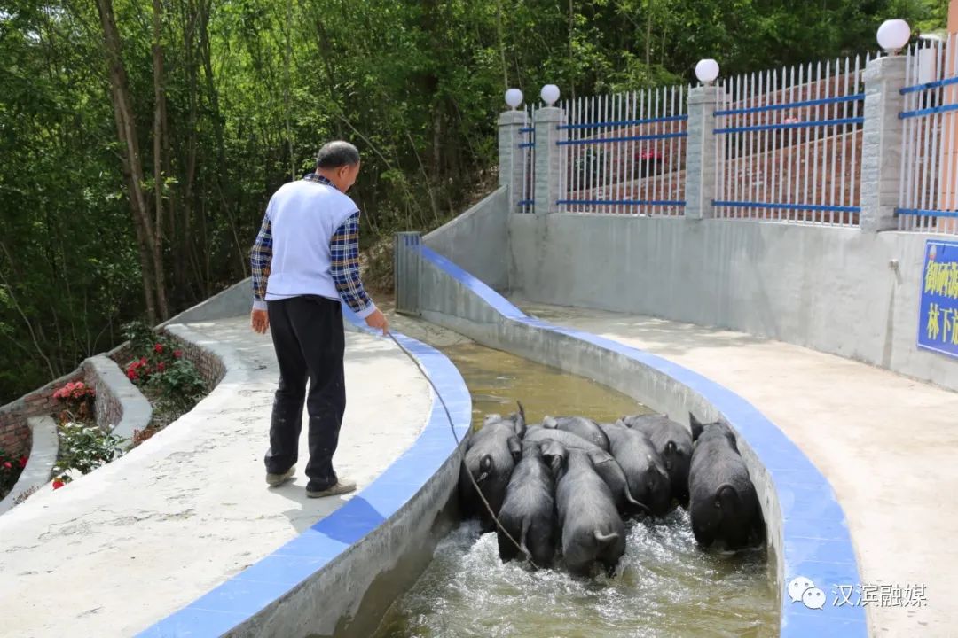 石狮富硒蔬菜工厂（富硒蔬菜多少钱一斤）-硒宝网