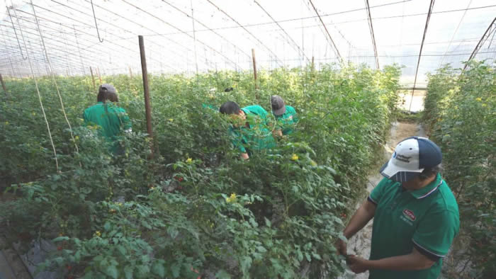 湖南富硒有机蔬菜(湖南富硒产品平台)-硒宝网