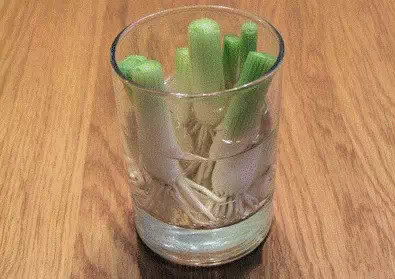 水培蔬菜富硒液肥(蔬菜水培富硒液肥料有哪些)-硒宝网