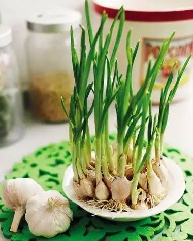 水培蔬菜富硒液肥(蔬菜水培富硒液肥料有哪些)-硒宝网