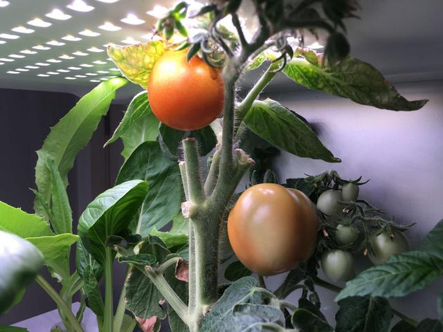 水培蔬菜富硒液肥(蔬菜水培富硒液肥料有哪些)-硒宝网