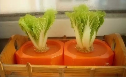 水培蔬菜富硒液肥(蔬菜水培富硒液肥料有哪些)-硒宝网