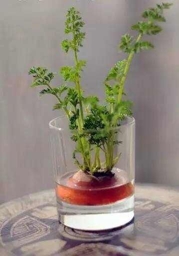 水培蔬菜富硒液肥(蔬菜水培富硒液肥料有哪些)-硒宝网