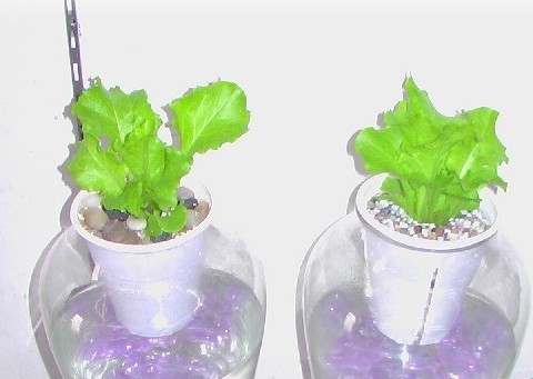 水培蔬菜富硒液肥(蔬菜水培富硒液肥料有哪些)-硒宝网